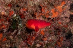 Halocyntia papillosa - Ascidia roja