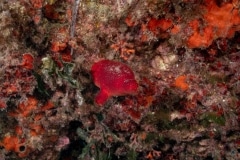 Halocyntia papillosa - Ascidia roja