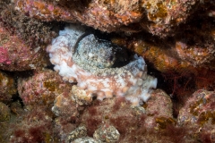 Pulpo 160719DSC01815-4023