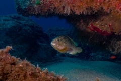 Epinephelinae - Mero