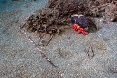 Paguroidea - Cangrejo ermitaño