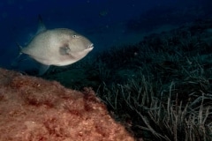 Pez ballesta - Balistidae