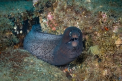 Morena - Muraenidae