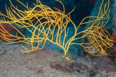Gorgonia - Alcyonacea
