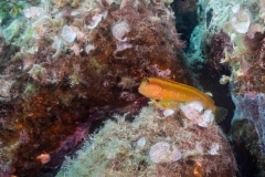 Parablennius pilicornis - Barriguda moñuda