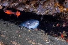 Conger Conger - Congrio