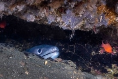 Conger Conger - Congrio