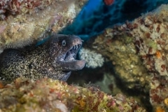 Morena - Muraenidae