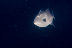 Pez ballesta - Balistidae