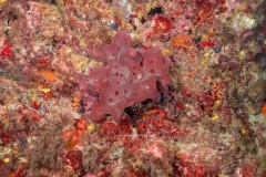 Pretosia ficiformis - Petrosia