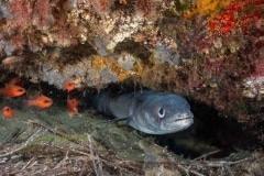 Conger Conger -  Congrio