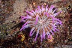 Anémona - Actiniaria - Lysmata amboinensis