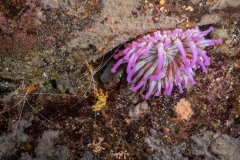Actiniaria - Anémona - Lysmata amboinensis - 220719DSC02152-4373
