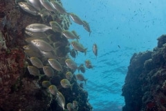 Paisaje marino - Sarpa salpa - Salema