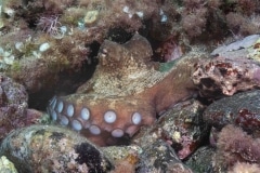 Octopus vulgaris - Pulpo