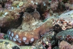 Octopus vulgaris - Pulpo