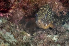 Epinephelinae - Mero