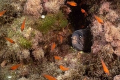 Morena - Muraenidae