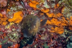 Epinephelinae - Mero