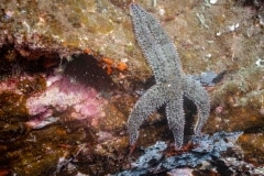 Marthasterias glacialis - Estrella espinosa común