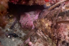 Scorpaena - Rascacio