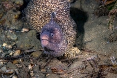 Morena pintada - Muraenidae