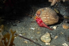 Paguroidea - Cangrejo ermitaño