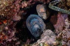 Morena pintada con Murion - Muraenidae