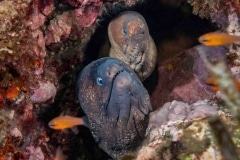 Morena pintada con Murion - Muraenidae