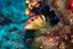 Serranus scriba - Vaquita