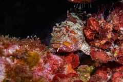 Scorpaena scrofa - Cabracho