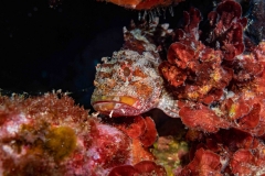 Scorpaena scrofa - Cabracho