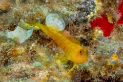 Parablennius pilicornis - Barriguda moñuda