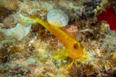 Parablennius pilicornis - Barriguda moñuda