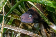 Morena pintada - Muraenidae