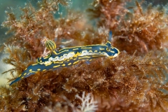 hypselodoris picta webbi - Babosa de mar