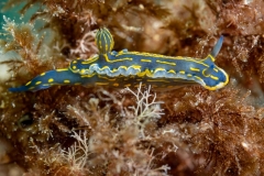 hypselodoris picta webbi - Babosa de mar