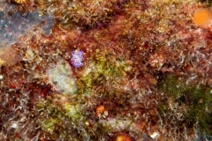 hypselodoris picta webbi - Babosa de mar