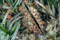 La nacra - Mejillón gigante