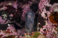Morena - Muraenidae