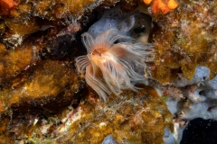 Gusano Tubicula