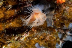 Gusano Tubicula