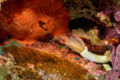 Gusano Tubicula