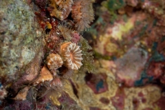 Phyllangia mouchezii - Muela