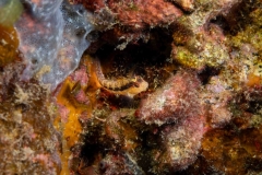 Parablennius pilicornis - Barriguda