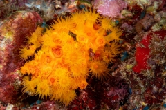 Parazoanthus axinellae -  Anémona amarilla incrustante
