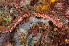 Hermodice carunculata - Gusano de fuego