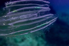 Leucothea multicoirnis - Tenóforo