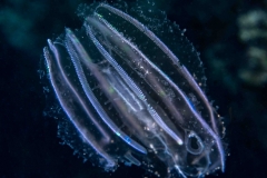 Leucothea multicoirnis - Tenóforo