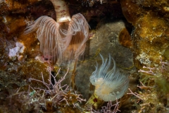 Gusano Tubicula